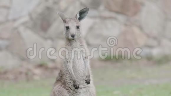 澳大利亚东海岸的年轻袋鼠把头和脸关起来在野外记录视频的预览图