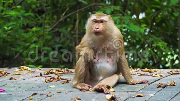 猴子坐在公园的路上环顾四周视频的预览图