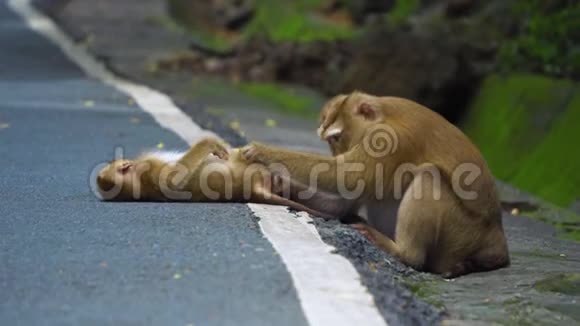马路上的猴子家都打扫干净了妈妈关心小猴子视频的预览图