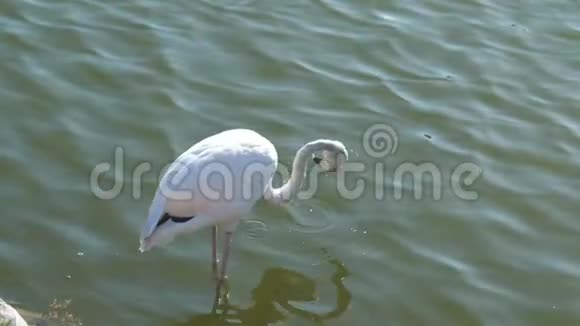 白火烈鸟在水中喝水火烈鸟是一种美丽的涉水鸟生活在世界许多地方视频的预览图