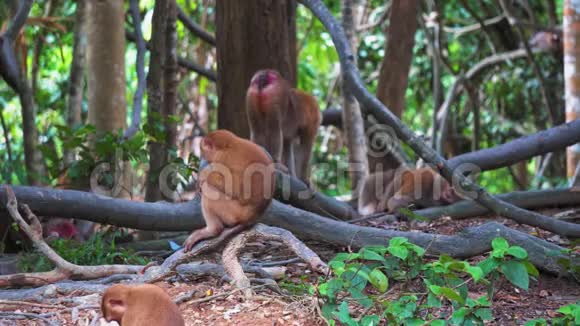 热带树枝上丛林中的猴子视频的预览图