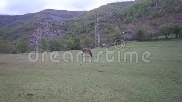 黑皮牛保加利亚牛种视频的预览图
