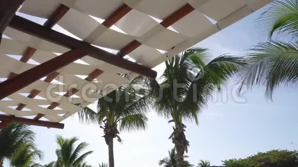 椰子树的叶子在蓝天的风中飞舞从遮阳篷下的底部视图阳光明媚的日子视频的预览图