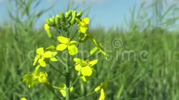 甘蓝型油菜黄花大黄蜂授粉对农业生产有重要意义视频的预览图