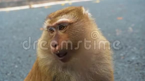 猴子的脸看着相机和侧面视频的预览图