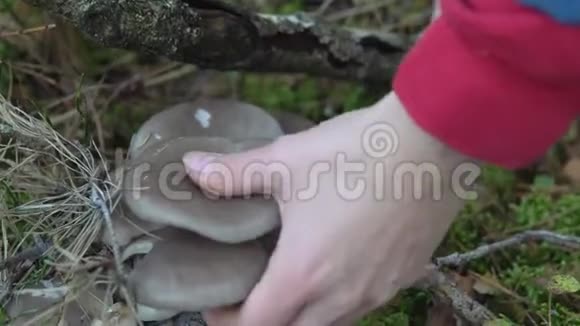 秋天在森林里采蘑菇牡蛎蘑菇生长在树上视频的预览图