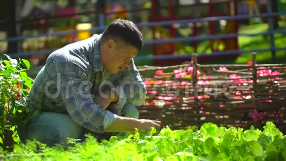 男农检查新鲜生菜沙拉花园里的收获农业天然有机食品的品质视频的预览图