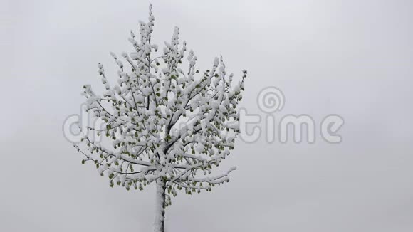 春天寂寞的树小绿叶被深冬的雪覆盖着视频的预览图