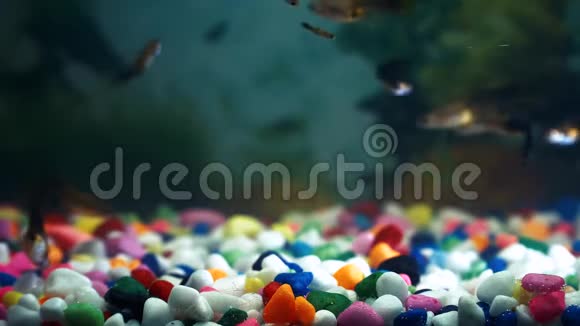 鱼缸里的鱼一个很大的鱼科在彩色石头的底部视频的预览图