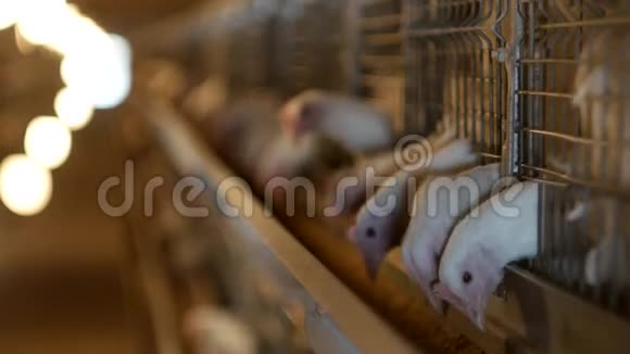 肉鸡饲养的家禽养殖场幼鸡坐在露天笼中啄食混合饲料家禽舍视频的预览图
