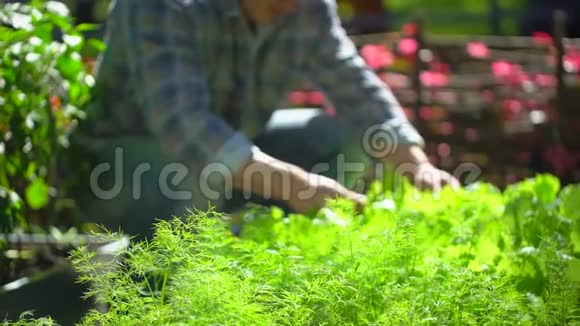 男农检查新鲜生菜沙拉花园里的收获农业天然有机食品的品质视频的预览图