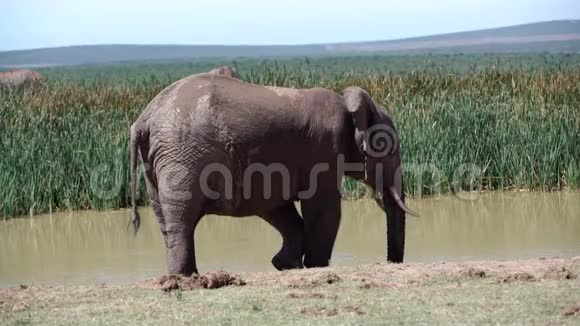 从水池里喝大象饮料视频的预览图