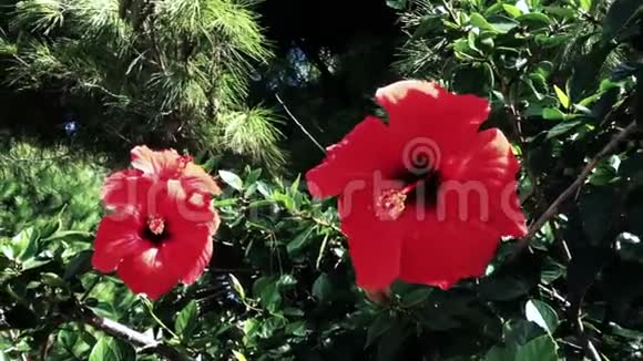 大片红色芙蓉花的背景镜头视频的预览图