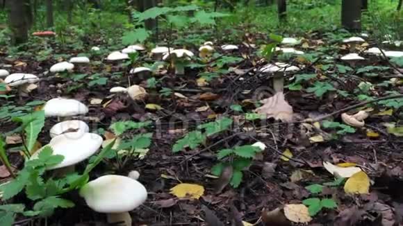 背景电影画面中白蘑菇生长在树林中视频的预览图