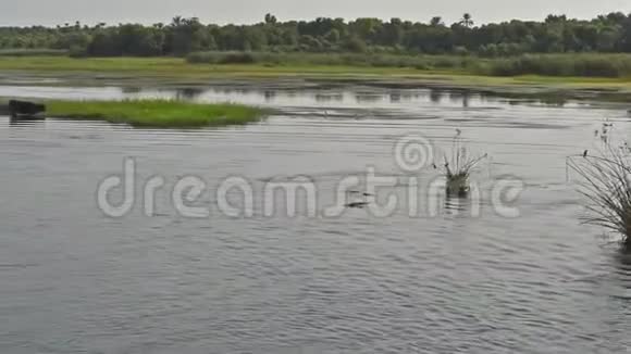 非洲农村逐河水牛牲畜视频的预览图