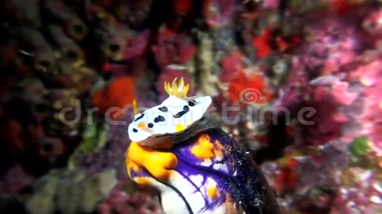 印尼珊瑚金口海喷流珊瑚上的裸鳃铬视频的预览图