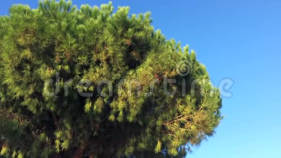 大松树的背景片段视频的预览图