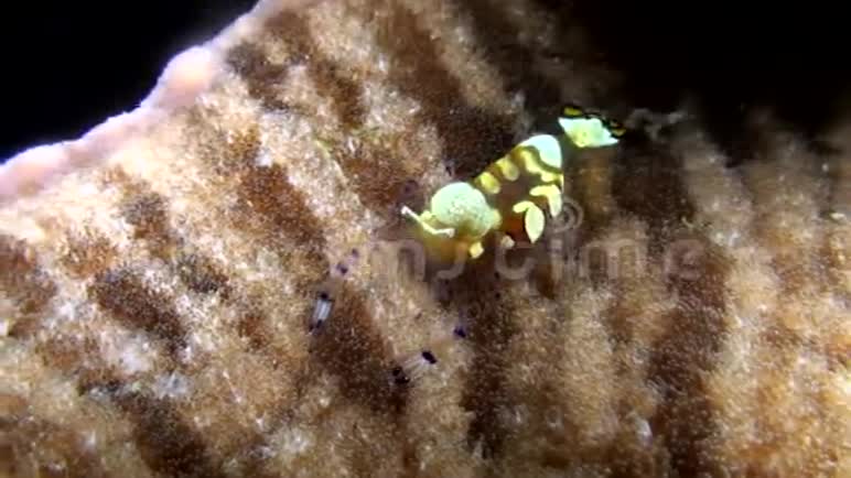 蓝贝海峡孔雀尾玻璃虾仁灯盏花视频的预览图