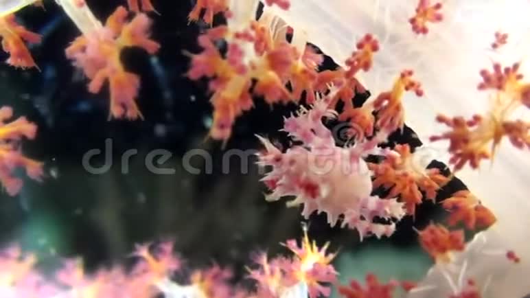 小种蜘蛛蟹糖果蟹壳在软珊瑚棘软珊瑚的息肉中视频的预览图