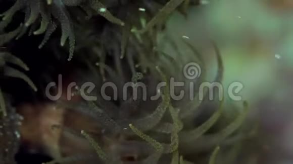 苏丹红海珊瑚中的绿葵视频的预览图