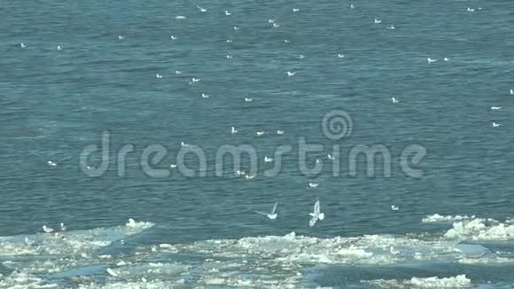 白色海鸥在冰冻的海水上飞翔降落美丽的白色景色视频的预览图