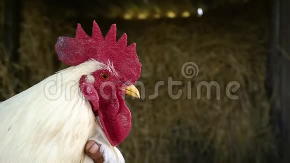 农场附近有红色梳子的成人白色公鸡在农夫手中视频的预览图