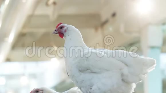 漂亮的母鸡在木屋上戴着红色的帽子视频的预览图