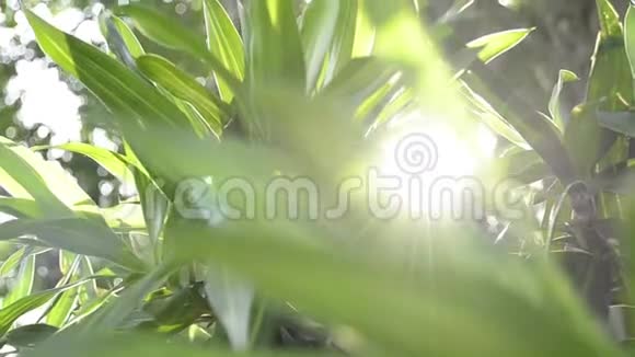 在热带植物后面闪耀着太阳的光芒阳光的美丽透过树木的绿叶照耀视频的预览图