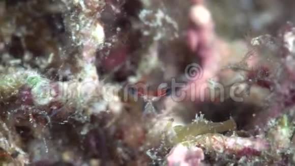 苏丹红海珊瑚中的三爪虾视频的预览图
