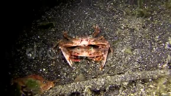 隆贝斯特利特夜间潜水时长刺游泳蟹长翅目交配视频的预览图