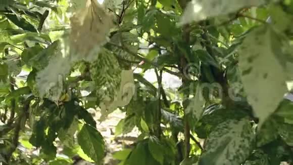 在热带植物后面闪耀着太阳的光芒阳光的美丽透过树木的绿叶照耀视频的预览图