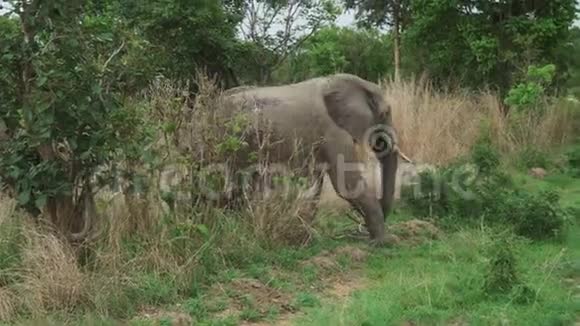 非洲灰象穿越非洲大草原尘土飞扬的道路视频的预览图