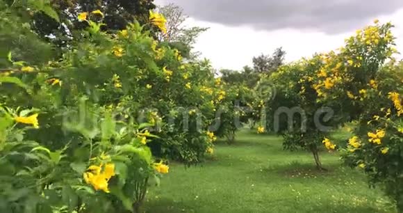 阴天时花园里随风摇曳的美丽的黄长老花或铁甲石笋视频的预览图