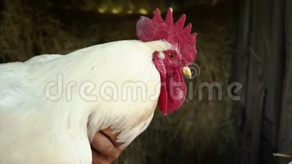 农场附近有红色梳子的成人白色公鸡在农夫手中视频的预览图
