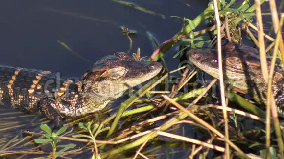 小鳄鱼在沼泽里晒太阳视频的预览图