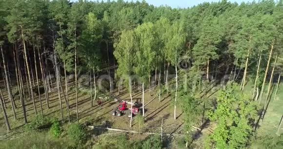 一台伐木机把树倒下来一台红色伐木机把桦树倒下来视频的预览图