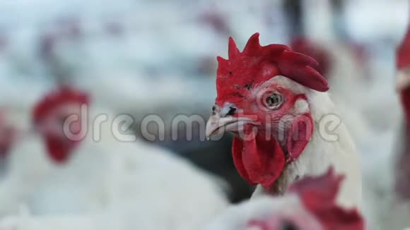 在大型母鸡群附近有红色羽冠的家庭视频的预览图