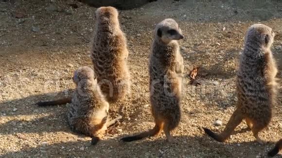 狐蒙蒙哥meerkat的复数形式视频的预览图