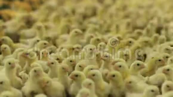 毛茸茸的新生鸡在温暖的孵化器里奔跑视频的预览图