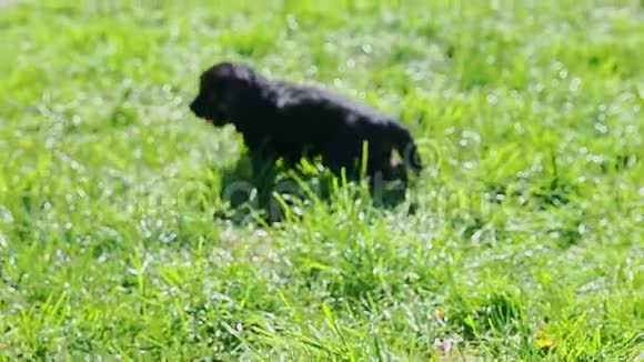 黑色德国牧羊犬在绿草中散步视频的预览图