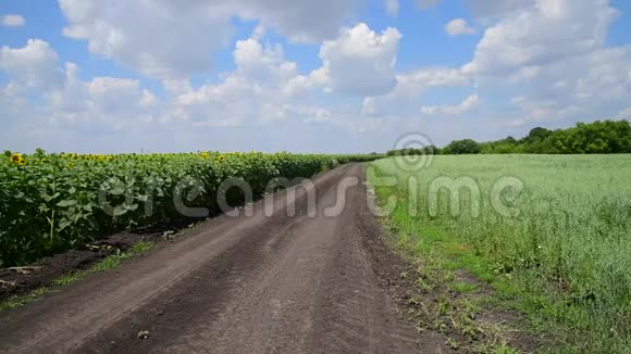 俄罗斯小麦和向日葵田之间的道路视频的预览图