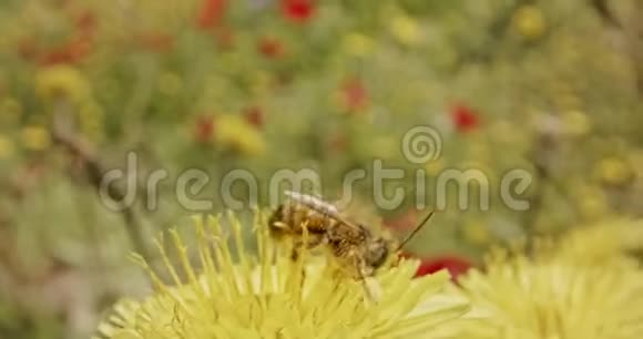 授粉蜜蜂在花团锦簇上的特殊宏观镜头视频的预览图