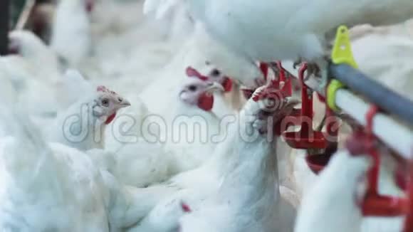 家养的母鸡喝水环顾四周视频的预览图