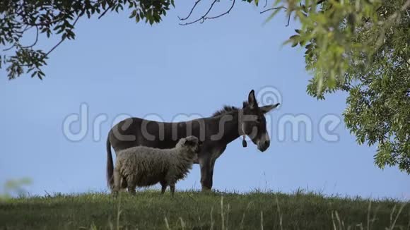 驴和羊的友谊青山上的动物视频的预览图