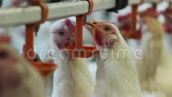 智能肉鸡从鸡舍的饲养器上喝水视频的预览图