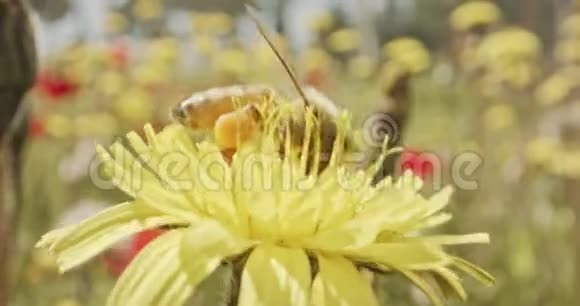 授粉蜜蜂在花团锦簇上的特殊宏观镜头视频的预览图