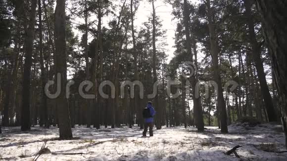 人是松林中带背包的游客冬天徒步旅行的年轻旅行者冬季体育活动视频的预览图