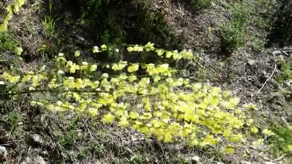野生黄色花序的圆锥花序视频的预览图
