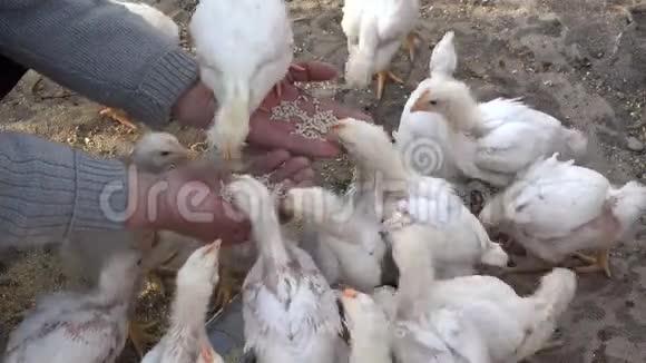 农户手中小鸡啃食细节特写农耕风光视频的预览图