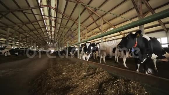 大型奶牛站在现代农场的木制教堂里视频的预览图